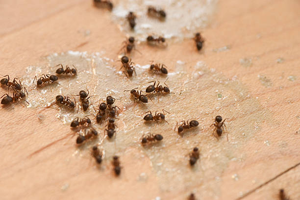 Pest Control Cost in Fuquay Varina, NC
